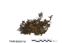 藏品(單齒苔)的圖片